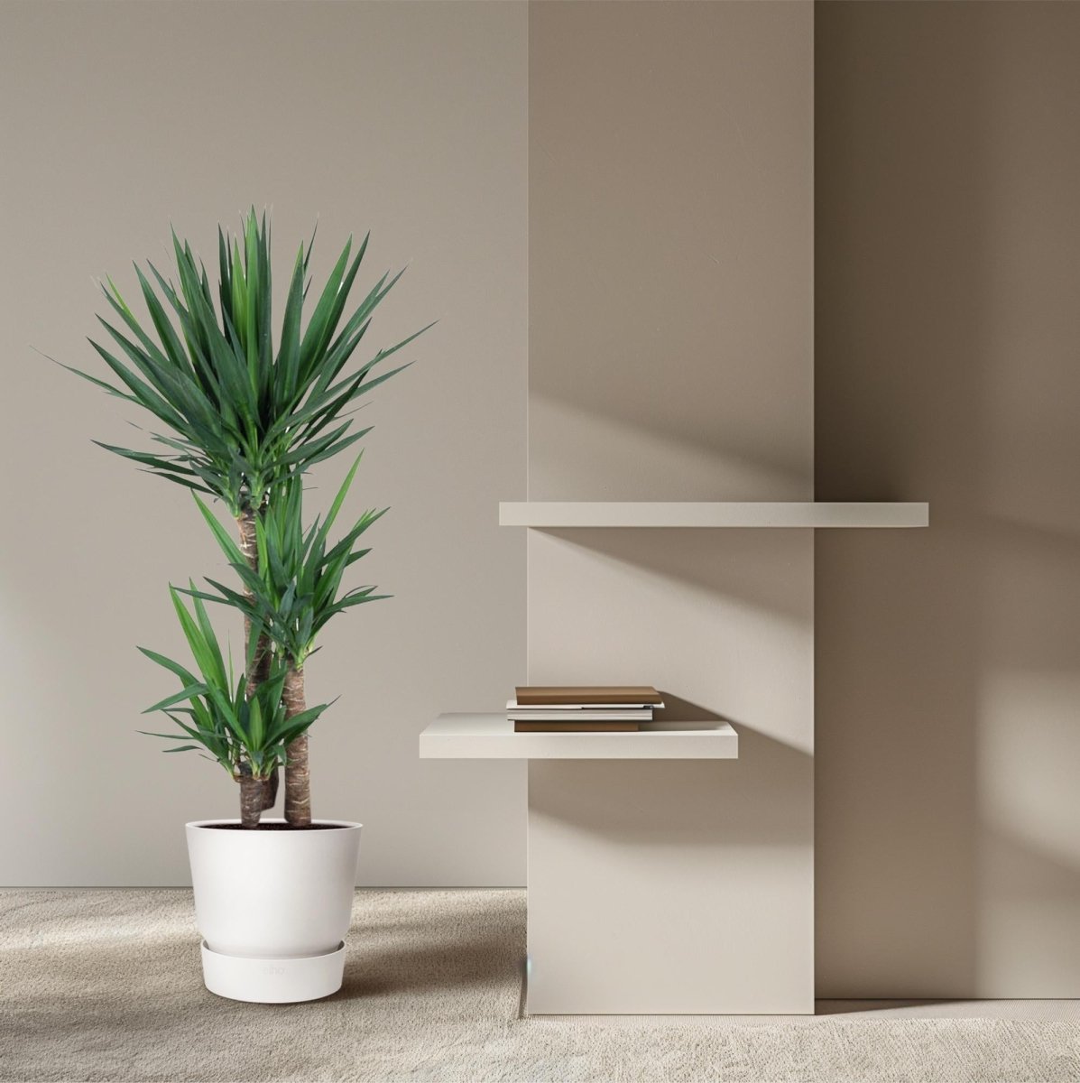 Yucca Elephantipe - 140 cm - ø24 - Plant - plantenmagie
