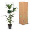 Kentia palm (Howea forsteriana) 120–130 cm met mand (Ø21) - Plant - plantenmagie