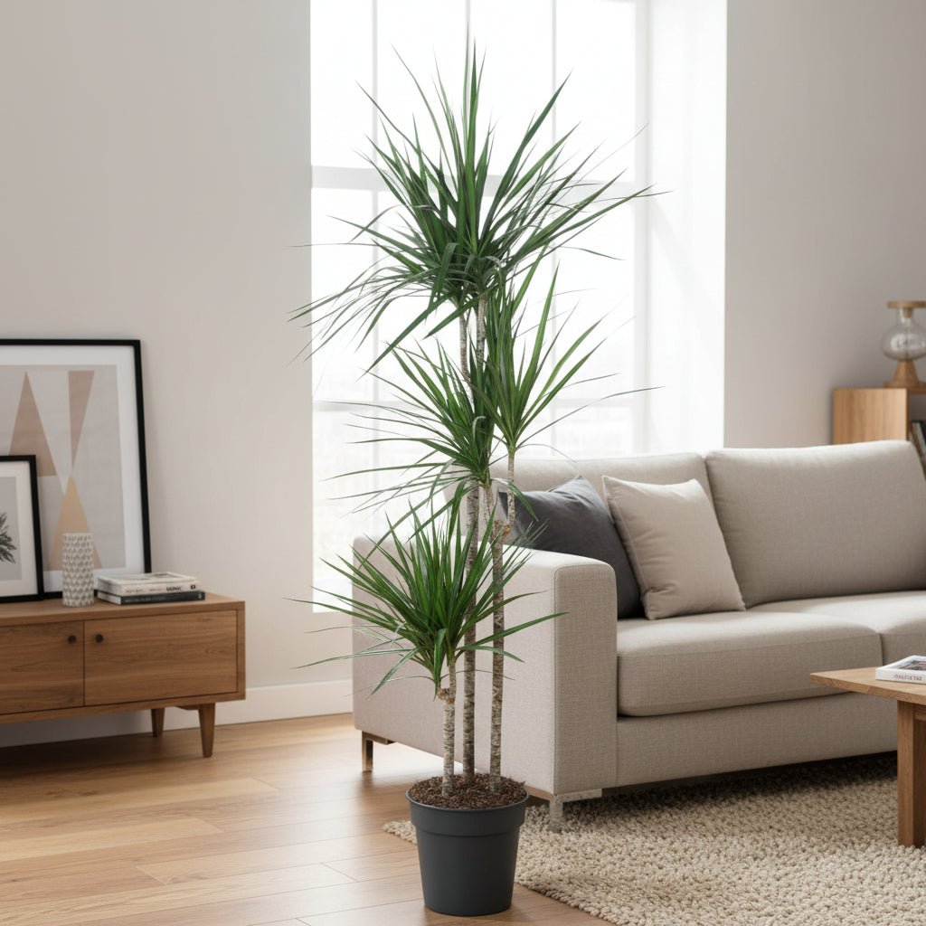 Dracaena Marginata - 160 cm - ø24 - Plant - plantenmagie