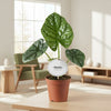 Alocasia Lukiwan kamerplant met glanzende groene bladeren in sierpot