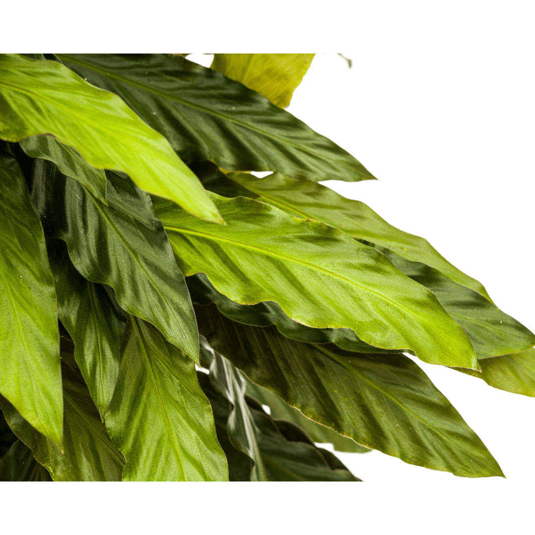 Calathea Rufibarba 60–80 cm Ø27 cm - Plant - plantenmagie