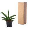 Sansevieria Skyline - 25 cm - ø10,5 - Plant - plantenmagie