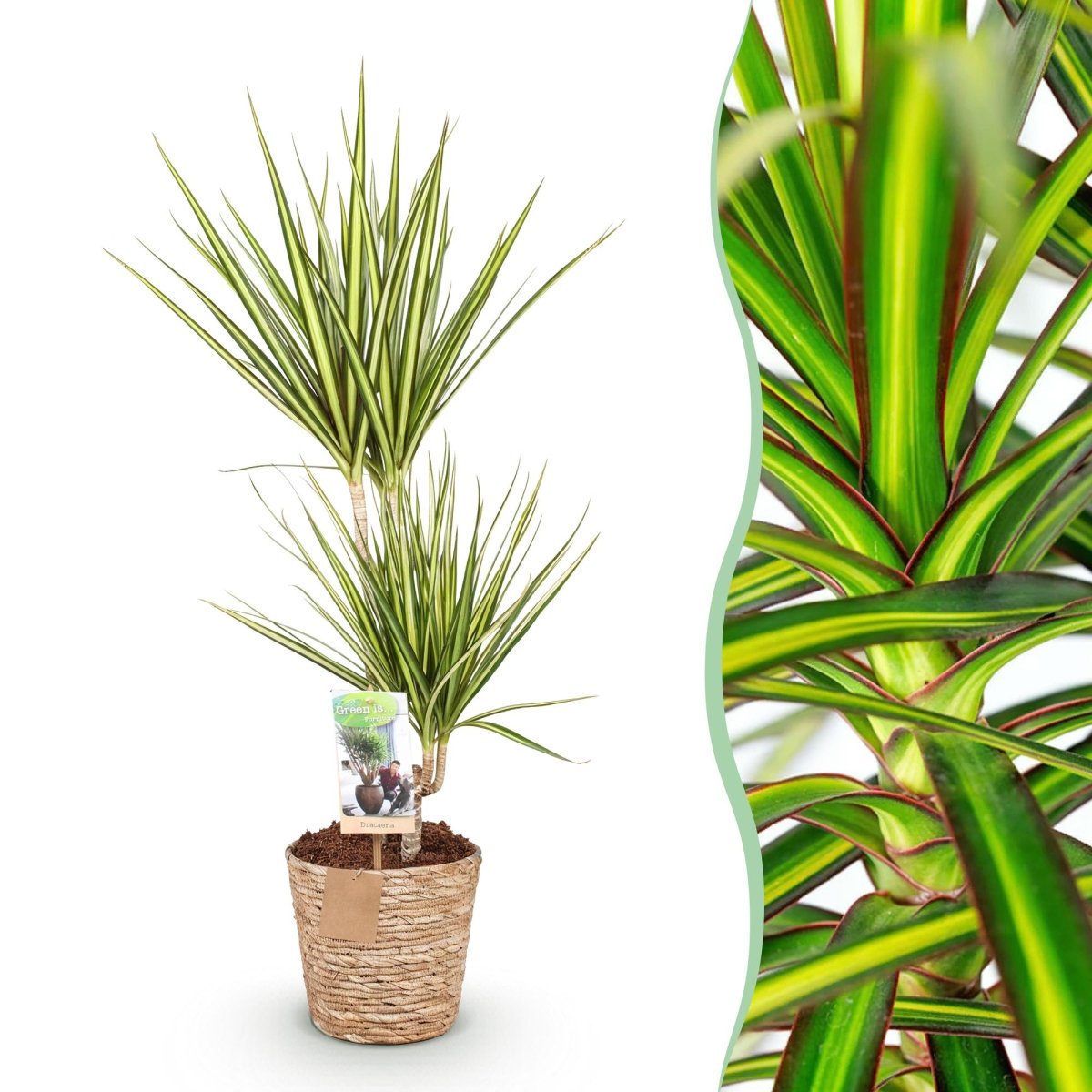Dracaena Sunray drakenbloedboom 70–100 cm met mand - Plant - plantenmagie