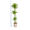 Dracaena Deremensis Dorado in interieur met natuurlijk licht