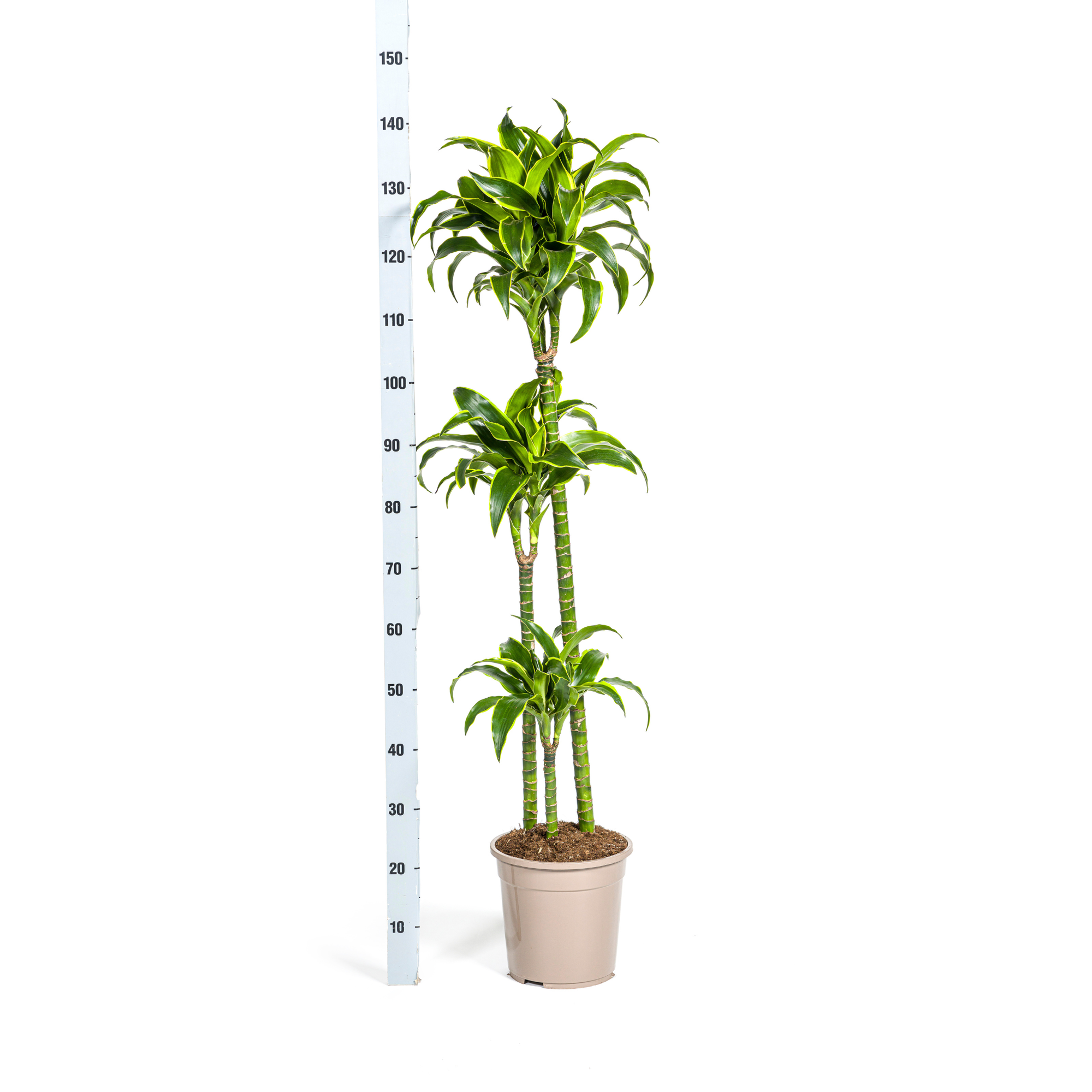 Dracaena Deremensis Dorado in interieur met natuurlijk licht