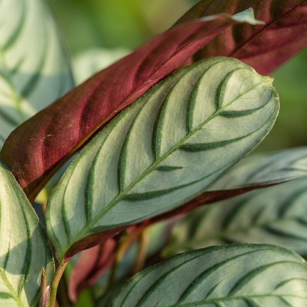 Ctenanthe Amagris 35–40 cm Ø14 cm - Plant - plantenmagie
