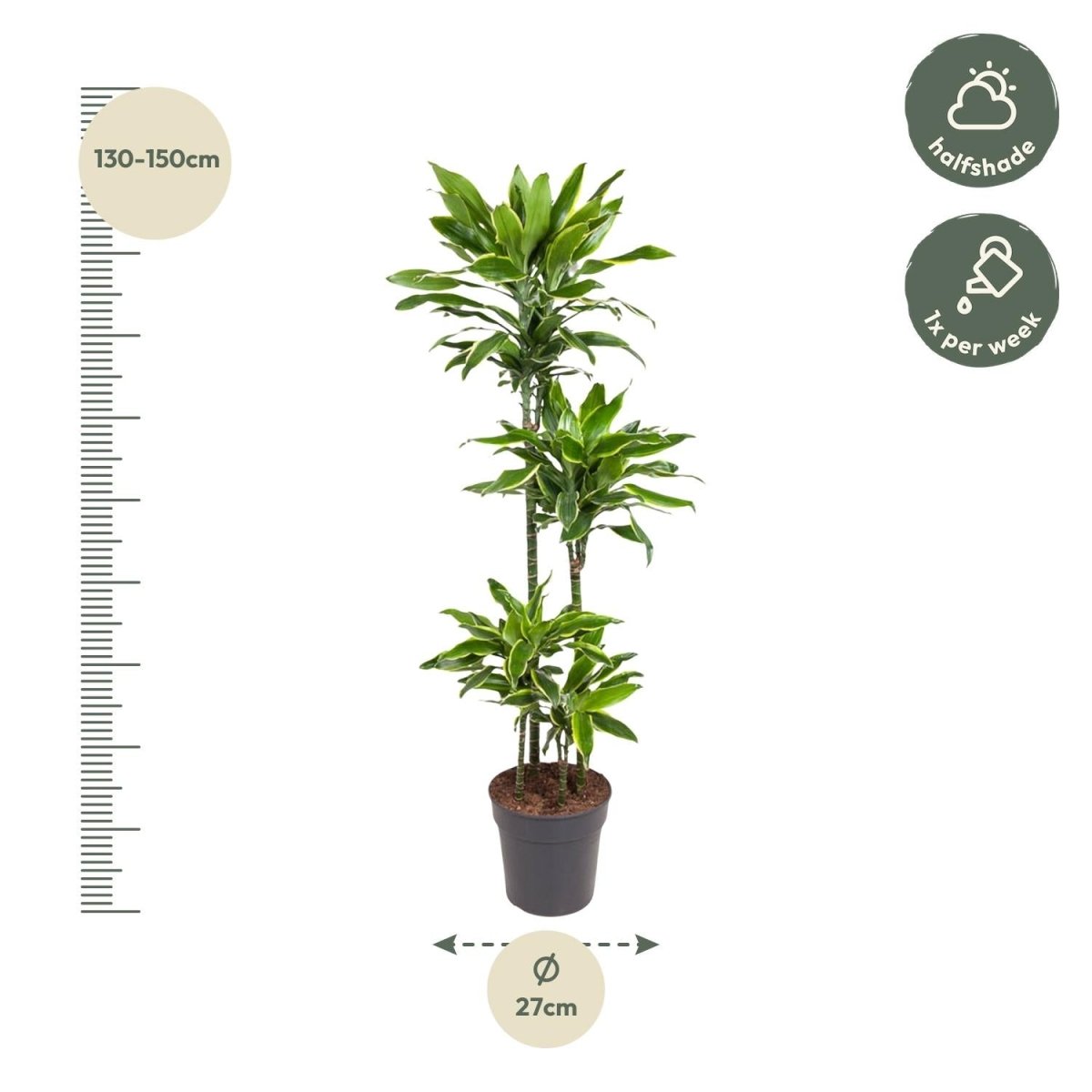 Dracaena Golden Coast - 140 cm - ø27 - Plant - plantenmagie
