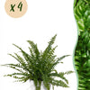 Nephrolepsis Green Lady – 4 varens met witte pot Ø12 cm – hoogte 25 cm - Plant - plantenmagie