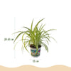 Huisdiervriendelijke Planten - 3 Planten - Pot 12cm - Hoogte 20cm-Plant-Planten Magie