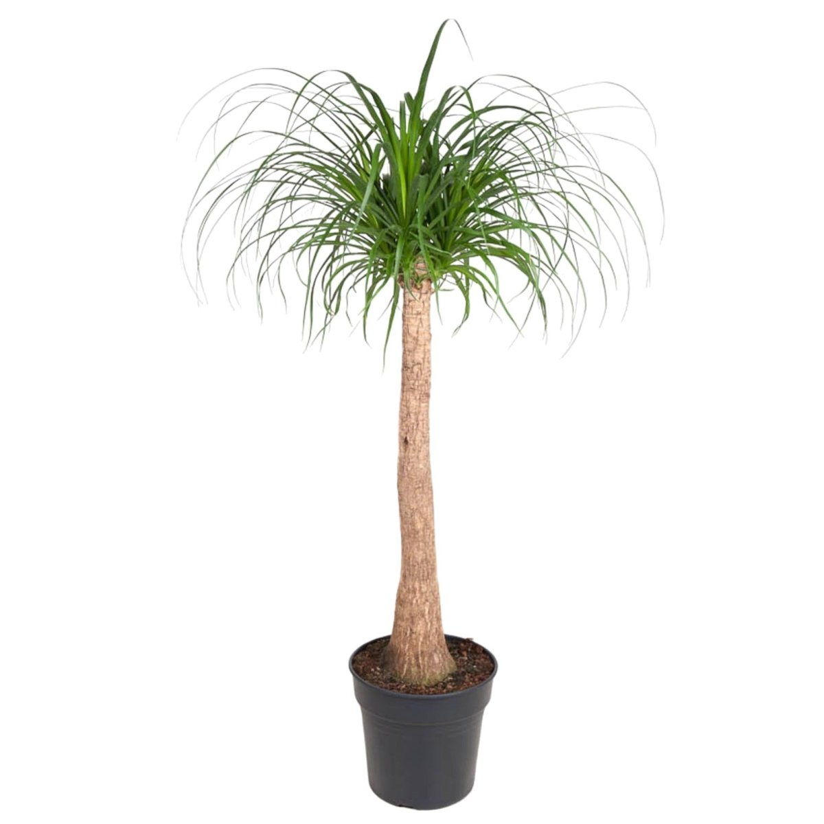 Beaucarnea stam - 120 cm - ø32 - Plant - plantenmagie