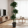 Dracaena Tatuade - 140 cm - ø24 - Plant - plantenmagie