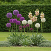 bloeiende allium bloemen in tuin in verschillende kleuren