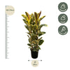 Ficus Elastica op lichte plek in huis met indirect zonlicht