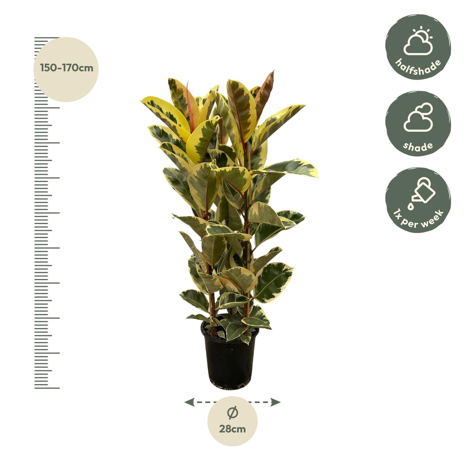 Ficus Elastica op lichte plek in huis met indirect zonlicht