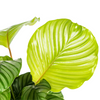 Close-up van de zilvergroene bladeren van de Calathea Orbifolia met duidelijke nerven
