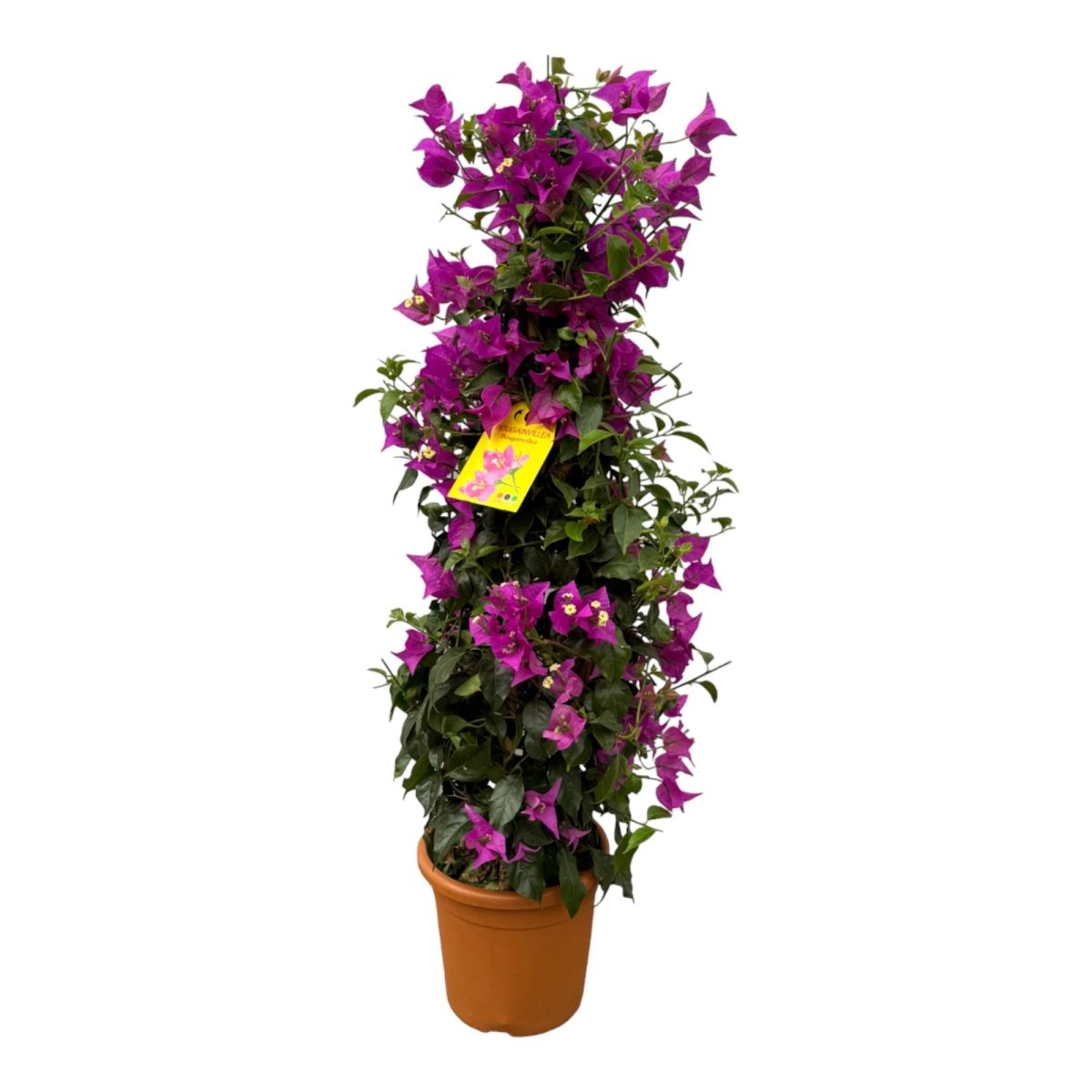 Bougainvillea pyramide - 80 cm - Ø17cm - Plant - plantenmagie