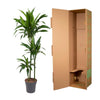 Dracaena Janet Craig - 150 cm - ø24 - Plant - plantenmagie