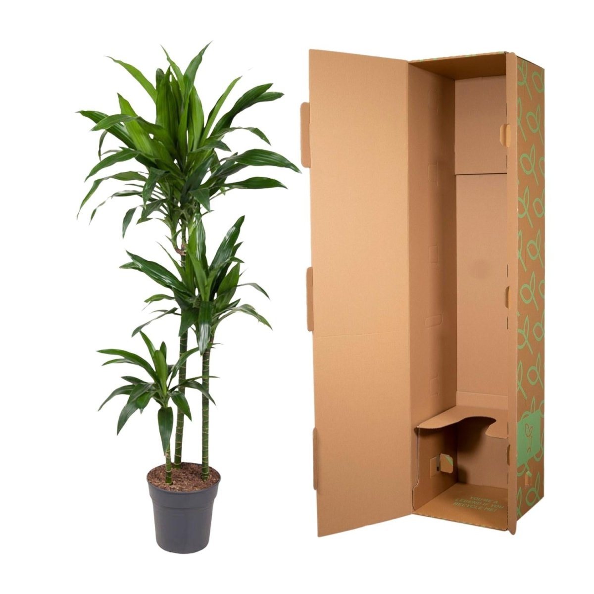 Dracaena Janet Craig - 150 cm - ø24 - Plant - plantenmagie