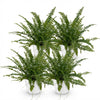 Nephrolepsis Green Lady – 4 varens met witte pot Ø12 cm – hoogte 25 cm - Plant - plantenmagie