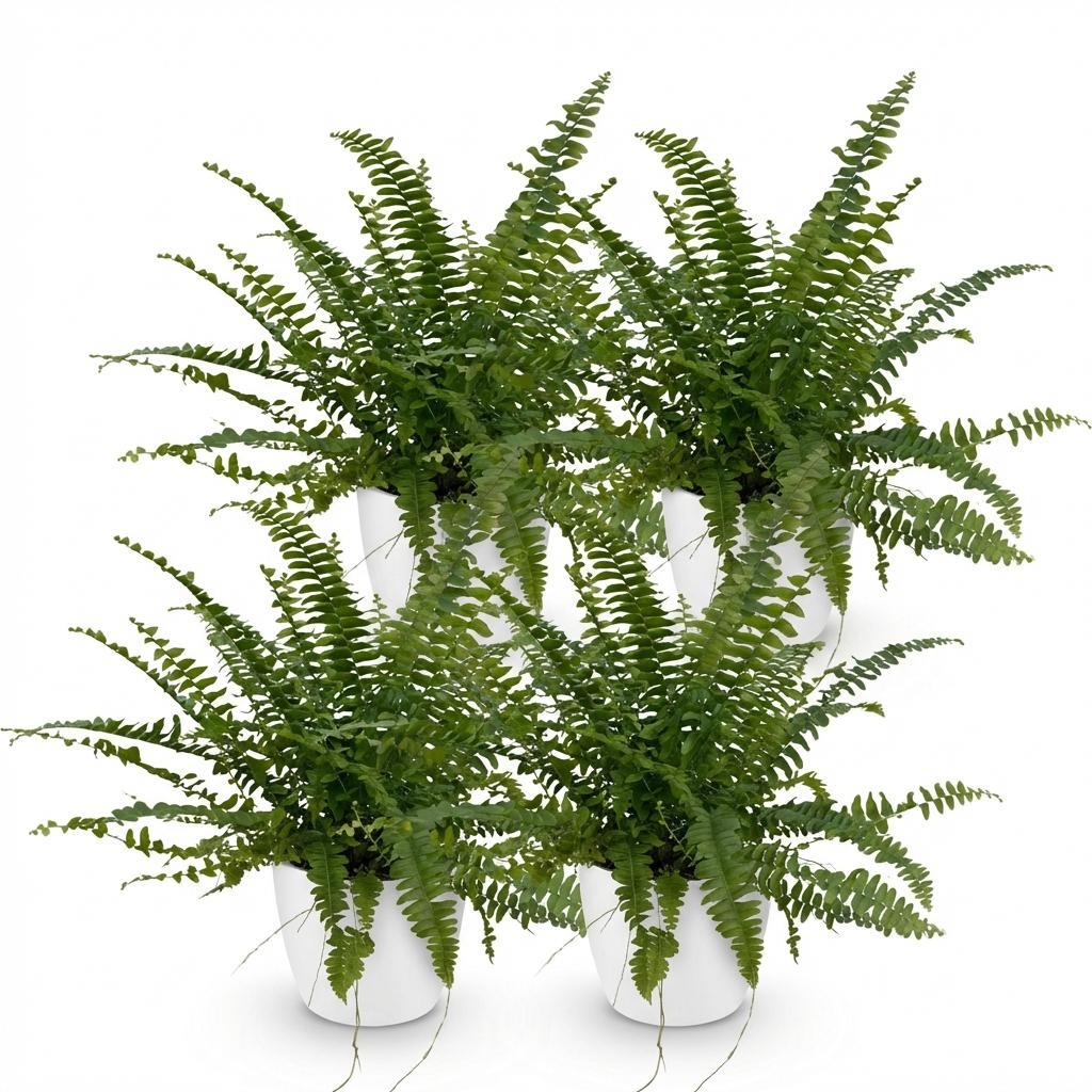 Nephrolepsis Green Lady – 4 varens met witte pot Ø12 cm – hoogte 25 cm - Plant - plantenmagie