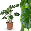 Monstera Deliciosa gatenplant 50–55 cm pot 17 cm - Plant - plantenmagie