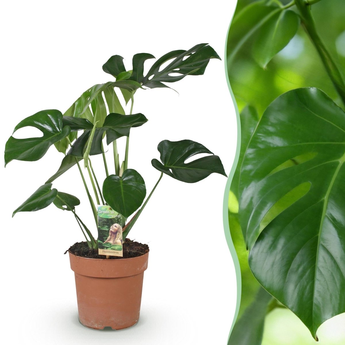 Monstera Deliciosa gatenplant 50–55 cm pot 17 cm - Plant - plantenmagie
