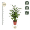 Chamaedorea Seifrizii - 140 cm - ø27 - Plant - plantenmagie