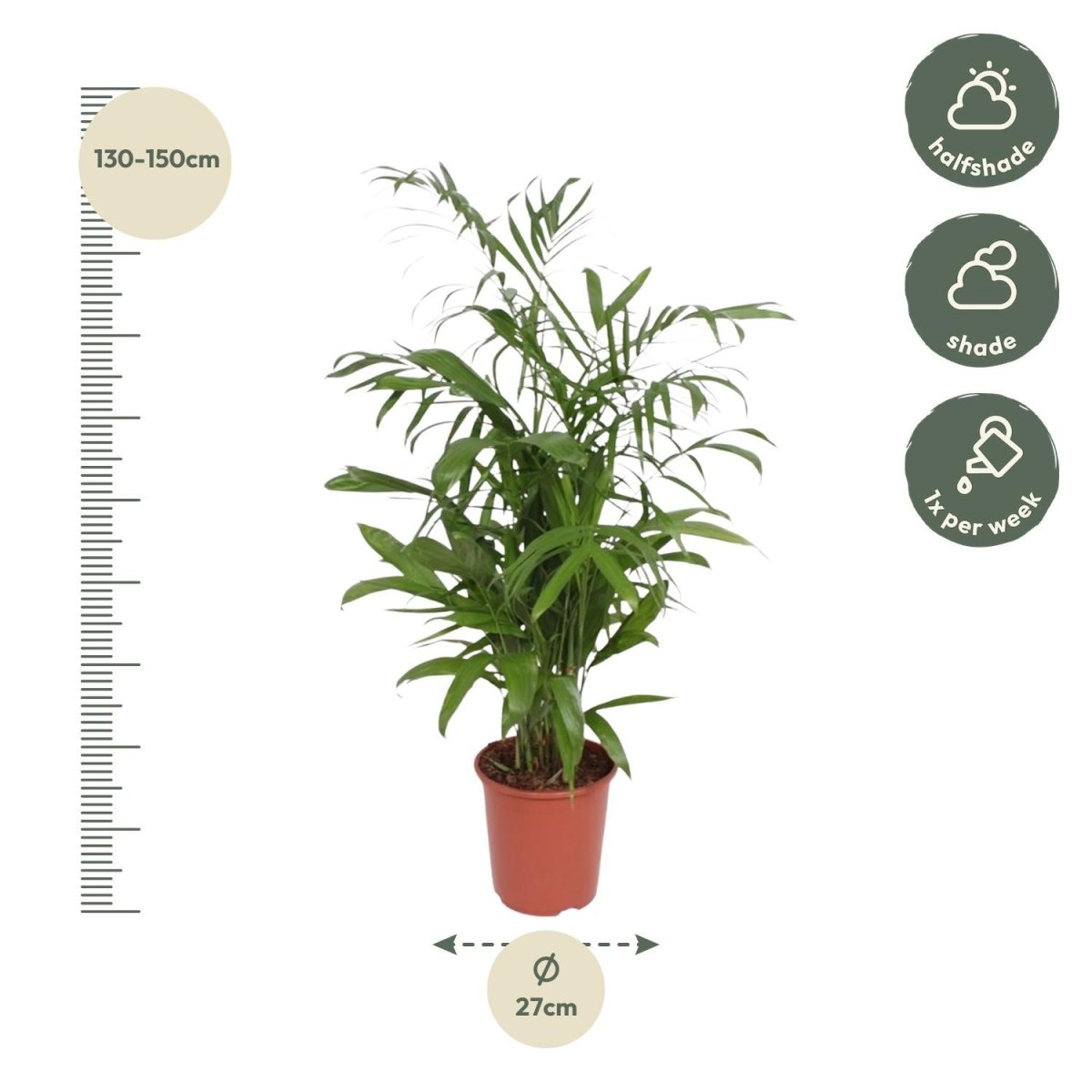 Chamaedorea Seifrizii - 140 cm - ø27 - Plant - plantenmagie