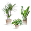 Schaduw Plantenbox - medium - met mand Lissabon wit