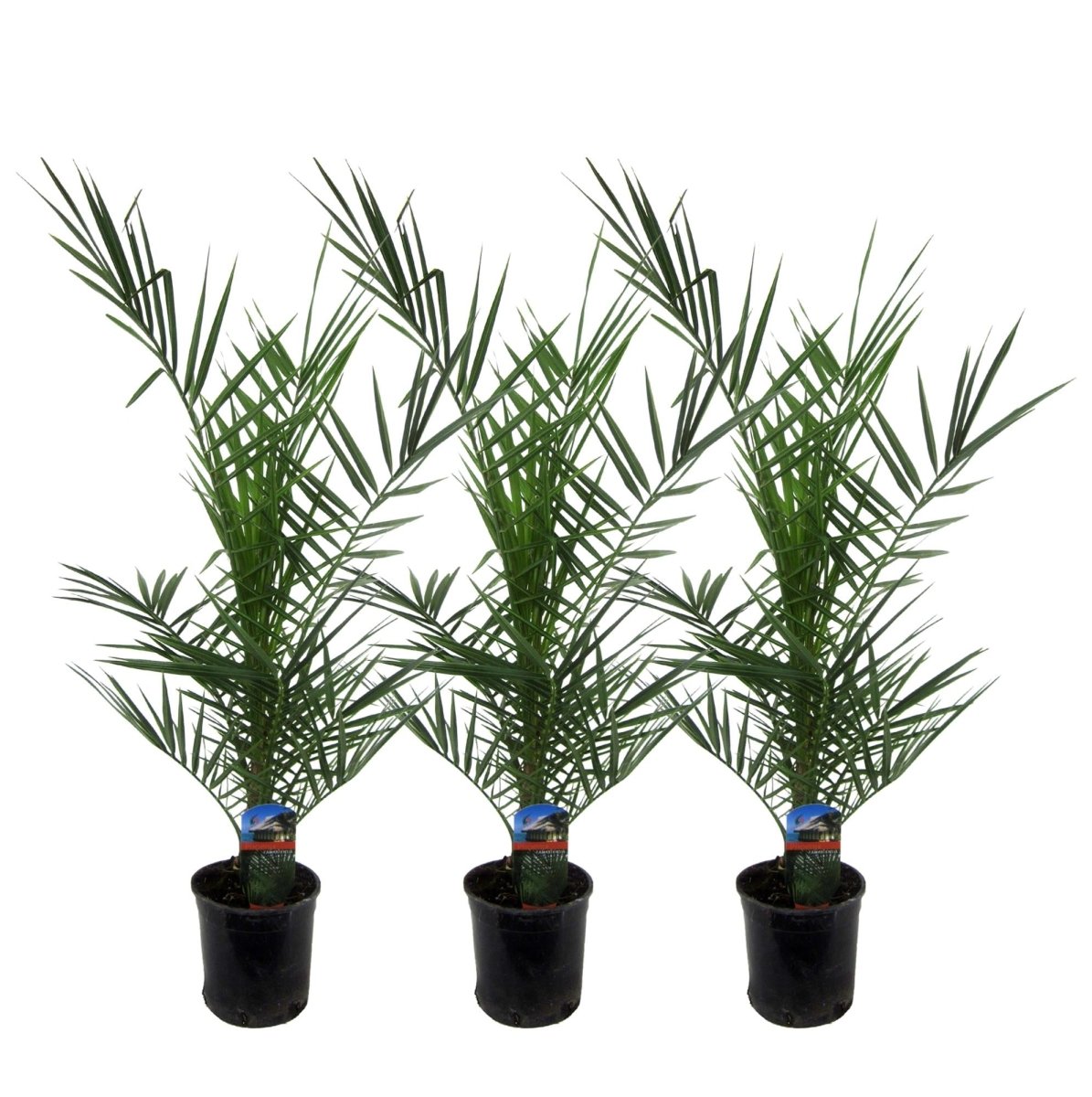 3x Phoenix Canariensis - 80 cm - Ø15-Plant-plantenmagie