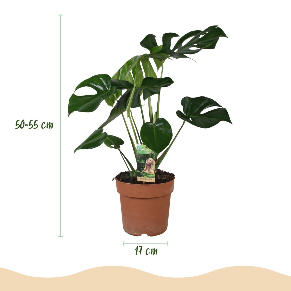 Monstera Deliciosa gatenplant 50–55 cm pot 17 cm - Plant - plantenmagie