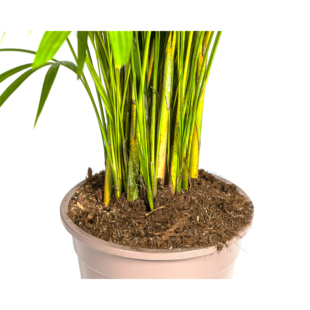 Dypsis Areca lutescens Ø27cm - ↕150 - 170cm-Plant-plantenmagie