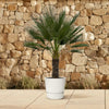 Chamaerops Humilis op stam 150 cm Ø45 cm - Plant - plantenmagie