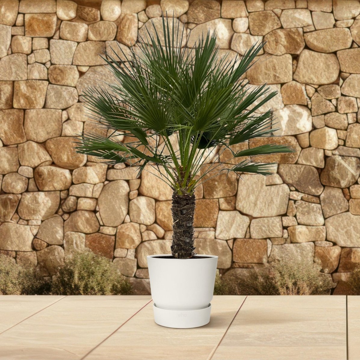 Chamaerops Humilis op stam 150 cm Ø45 cm - Plant - plantenmagie