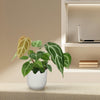 Anthurium Chrystallium - 35 cm - ø12 - Plant - plantenmagie