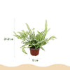 Pteris Albolineata lintvaren - 20 cm - Ø12 - set van 4 met grijze pot - Plant - plantenmagie