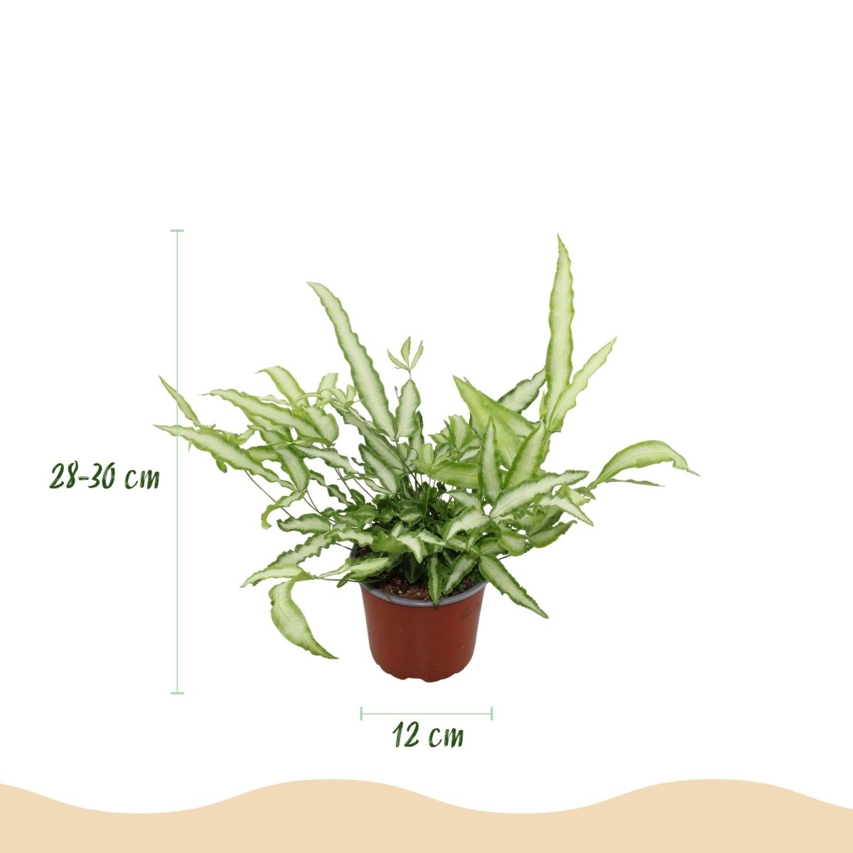 Pteris Albolineata lintvaren - 20 cm - Ø12 - set van 4 met grijze pot - Plant - plantenmagie