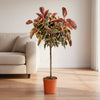 Ficus Elastica Belize op stam - 130 cm - ø24 - Plant - plantenmagie