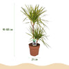 Dracaena Sunray – 90–100 cm - Plant - plantenmagie