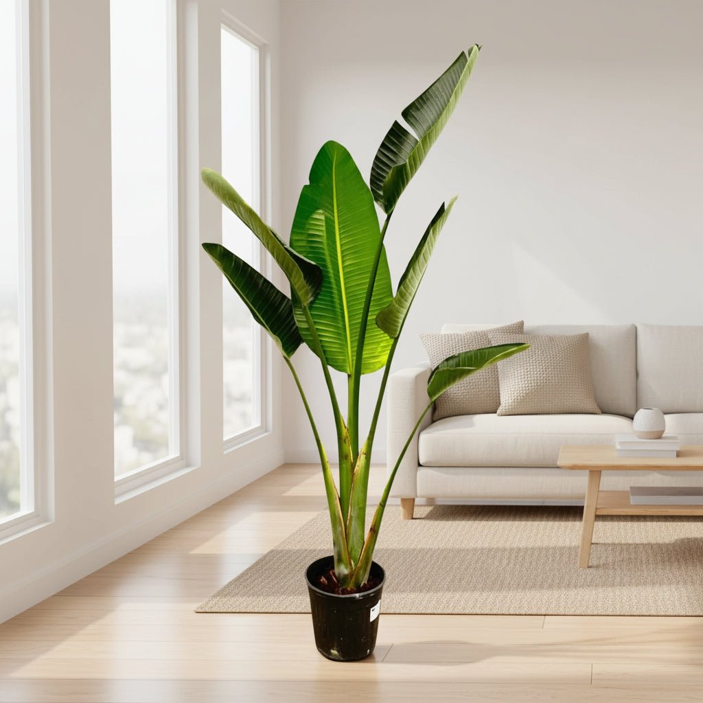Strelitzia Augusta - 180cm - ⌀30 - Plant - plantenmagie