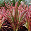 Dracaena Magenta drakenbloedboom 90–100 cm met witte pot - Plant - plantenmagie
