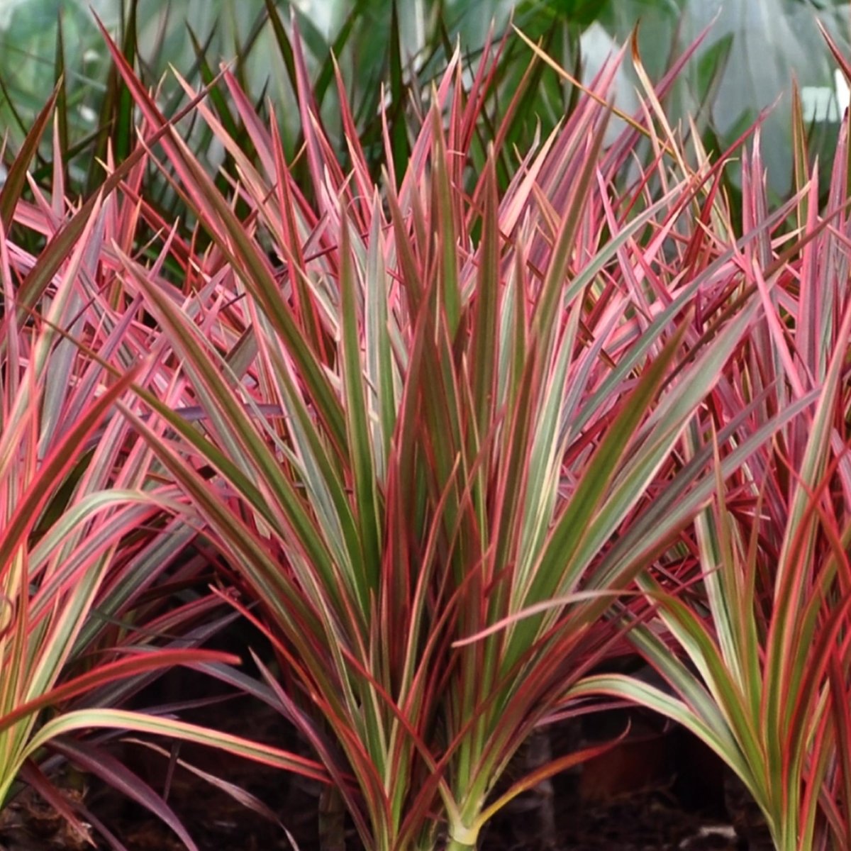 Dracaena Magenta drakenbloedboom 90–100 cm met witte pot - Plant - plantenmagie