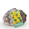 Bloembollen - Narcis Yellow - Kleur Geel - 40 stuks - Bolmaat 10/12