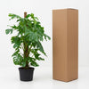 Monstera Deliciosa XXL - 145cm - ⌀27 - Plant - plantenmagie