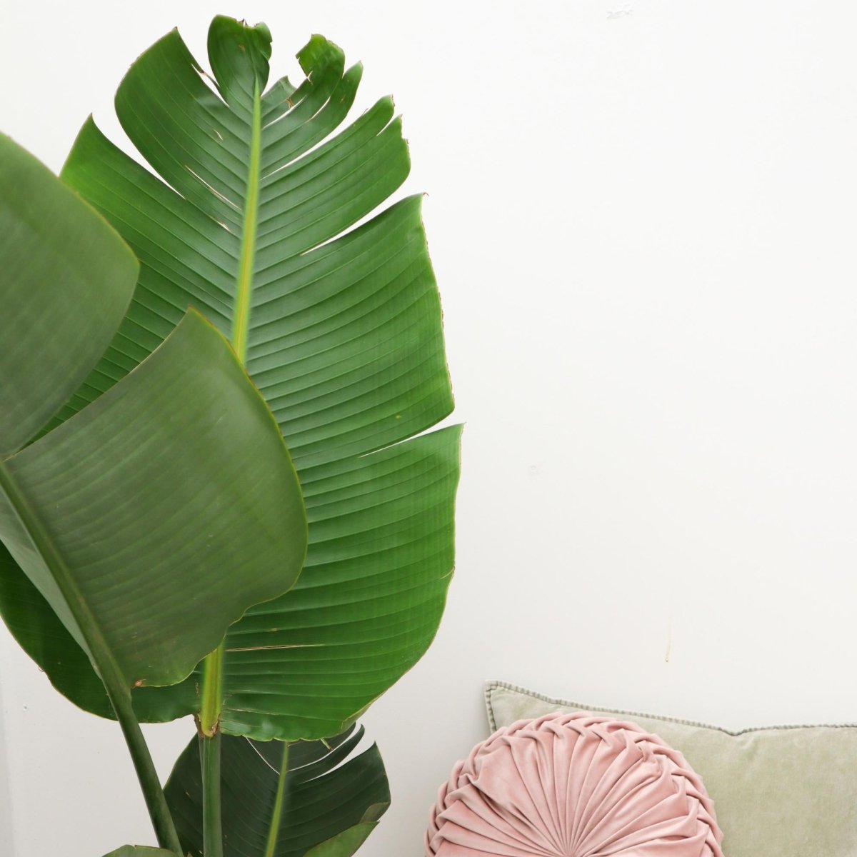 Strelitzia Augusta - 180cm - ⌀30 - Plant - plantenmagie