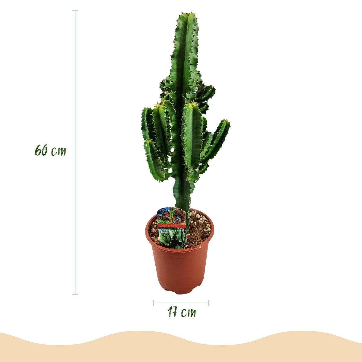 Euphorbia Eritrea Afrikaanse melkboom 60 of 70 cm Ø17/90 cm - Plant - plantenmagie