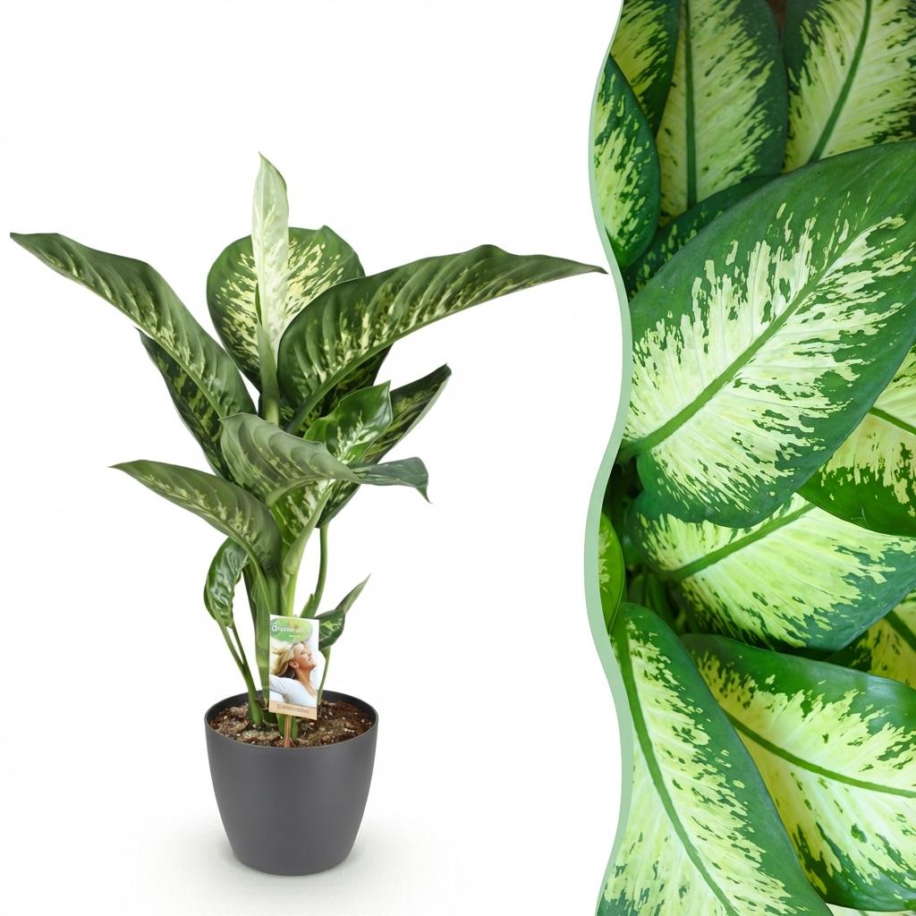 Dieffenbachia Tropic Snow 90–100 cm met grijze pot - Plant - plantenmagie