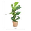 vioolbladplant ficus lyrata in natuurlijke mand