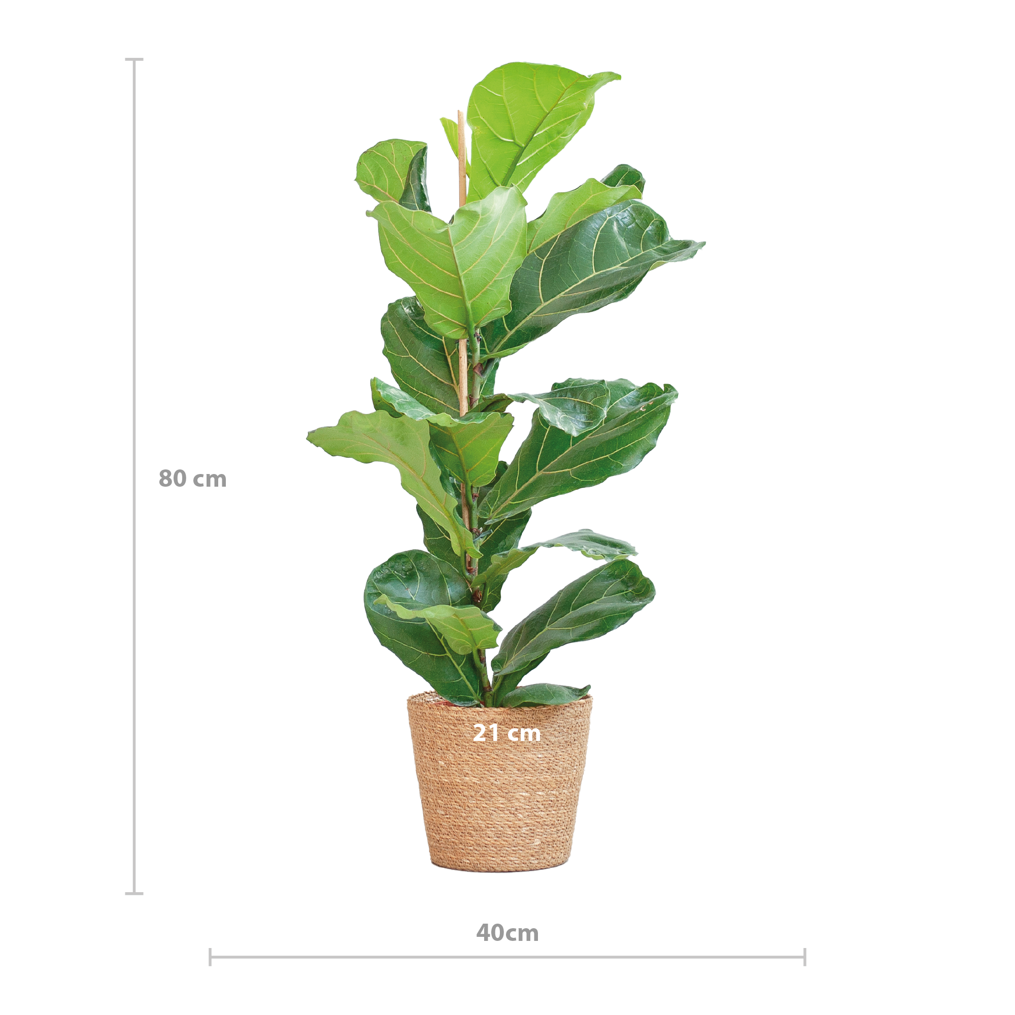 vioolbladplant ficus lyrata in natuurlijke mand