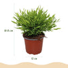 Pogonatherum Monica bamboegras 20 cm met grijze pot Ø12 cm - Plant - plantenmagie